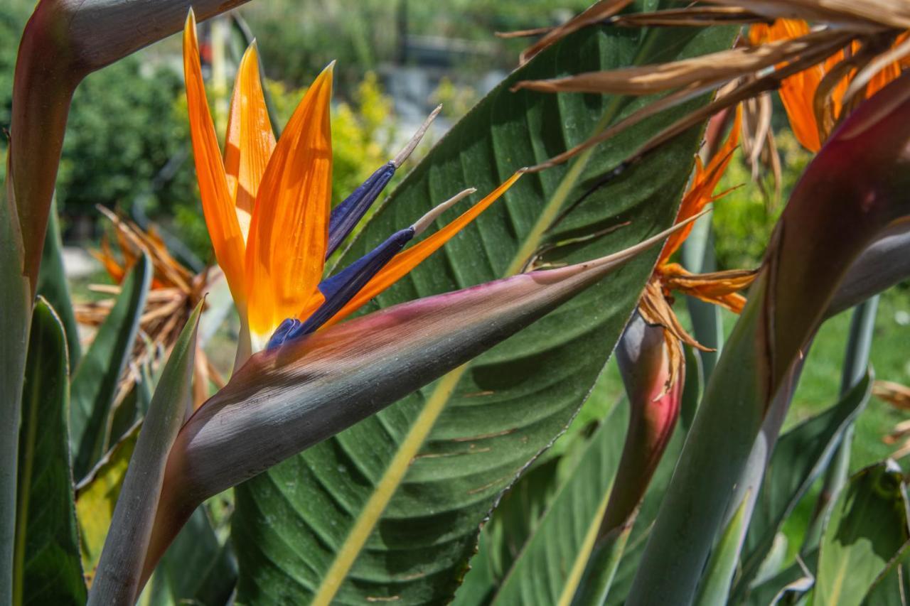 Casa Yucca Villa Forio di Ischia Eksteriør billede