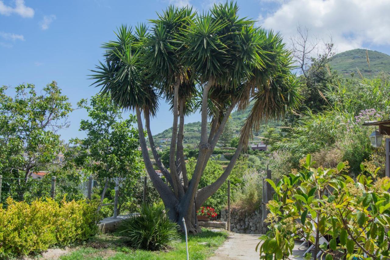 Casa Yucca Villa Forio di Ischia Eksteriør billede